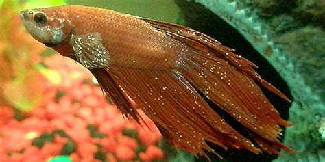 Fish Ick (Ich) .